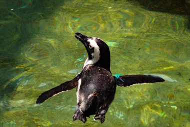 Yeşil renkli suda yüzen bir penguen görüntüsü. Kanatlar neredeyse havuzun içinden uçmak için açılıyordu. Bu Humboldt pengueninin siyah beyaz bedeni öne çıkıyor..