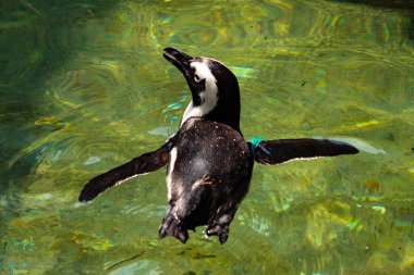 Yeşil renkli suda yüzen bir penguen görüntüsü. Kanatlar neredeyse havuzun içinden uçmak için açılıyordu. Bu Humboldt pengueninin siyah beyaz bedeni öne çıkıyor..
