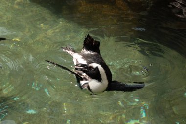 Bu güzel su kuşu burada suda yüzerken görülmüş. Siyah ve beyaz Humboldt pengueninin kanatları açılır ve zarifçe süzülür. Havuz ışıldıyor.