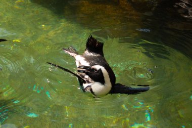 Bu güzel su kuşu burada suda yüzerken görülmüş. Siyah ve beyaz Humboldt pengueninin kanatları açılır ve zarifçe süzülür. Havuz ışıldıyor.