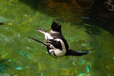 Bu güzel su kuşu burada suda yüzerken görülmüş. Siyah ve beyaz Humboldt pengueninin kanatları açılır ve zarifçe süzülür. Havuz ışıldıyor.