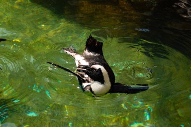 Bu güzel su kuşu burada suda yüzerken görülmüş. Siyah ve beyaz Humboldt pengueninin kanatları açılır ve zarifçe süzülür. Havuz ışıldıyor.