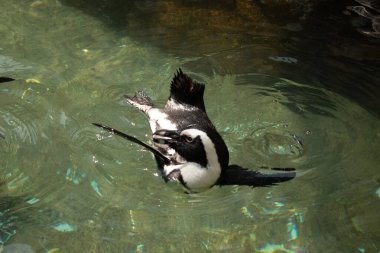 Bu güzel su kuşu burada suda yüzerken görülmüş. Siyah ve beyaz Humboldt pengueninin kanatları açılır ve zarifçe süzülür. Havuz ışıldıyor.