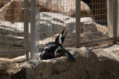 Bu küçük sevimli siyah beyaz Humboldt pengueni annelerinden yemek isteyen yavru bir kuş gibi yerde yatıyor gibi görünüyor. Gaga, yiyecek aramak için yukarı ve açılır..
