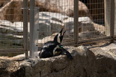 Bu küçük sevimli siyah beyaz Humboldt pengueni annelerinden yemek isteyen yavru bir kuş gibi yerde yatıyor gibi görünüyor. Gaga, yiyecek aramak için yukarı ve açılır..