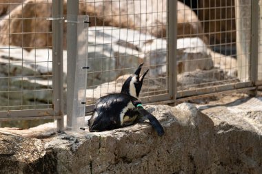 Bu küçük sevimli siyah beyaz Humboldt pengueni annelerinden yemek isteyen yavru bir kuş gibi yerde yatıyor gibi görünüyor. Gaga, yiyecek aramak için yukarı ve açılır..