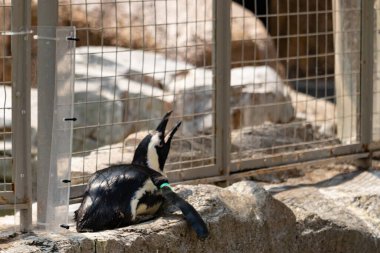 Bu küçük sevimli siyah beyaz Humboldt pengueni annelerinden yemek isteyen yavru bir kuş gibi yerde yatıyor gibi görünüyor. Gaga, yiyecek aramak için yukarı ve açılır..
