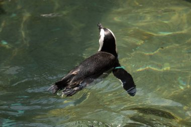 Bu güzel su kuşu burada suda yüzerken görülmüş. Siyah ve beyaz Humboldt pengueninin kanatları açılır ve zarifçe süzülür. Havuz ışıldıyor.