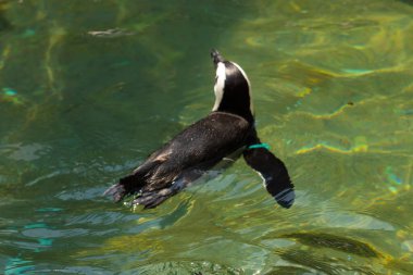 Bu güzel su kuşu burada suda yüzerken görülmüş. Siyah ve beyaz Humboldt pengueninin kanatları açılır ve zarifçe süzülür. Havuz ışıldıyor.