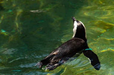 Bu güzel su kuşu burada suda yüzerken görülmüş. Siyah ve beyaz Humboldt pengueninin kanatları açılır ve zarifçe süzülür. Havuz ışıldıyor.