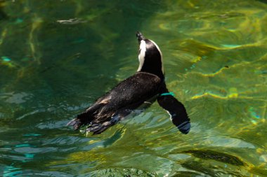 Bu güzel su kuşu burada suda yüzerken görülmüş. Siyah ve beyaz Humboldt pengueninin kanatları açılır ve zarifçe süzülür. Havuz ışıldıyor.