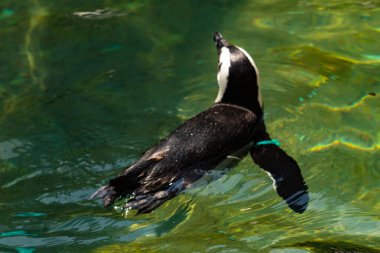 Bu güzel su kuşu burada suda yüzerken görülmüş. Siyah ve beyaz Humboldt pengueninin kanatları açılır ve zarifçe süzülür. Havuz ışıldıyor.