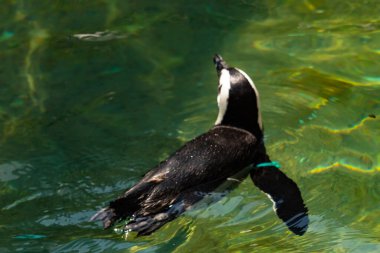 Bu güzel su kuşu burada suda yüzerken görülmüş. Siyah ve beyaz Humboldt pengueninin kanatları açılır ve zarifçe süzülür. Havuz ışıldıyor.