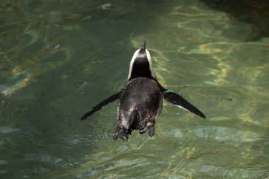 Bu güzel su kuşu burada suda yüzerken görülmüş. Siyah ve beyaz Humboldt pengueninin kanatları açılır ve zarifçe süzülür. Havuz ışıldıyor.