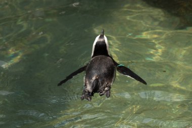 Bu güzel su kuşu burada suda yüzerken görülmüş. Siyah ve beyaz Humboldt pengueninin kanatları açılır ve zarifçe süzülür. Havuz ışıldıyor.