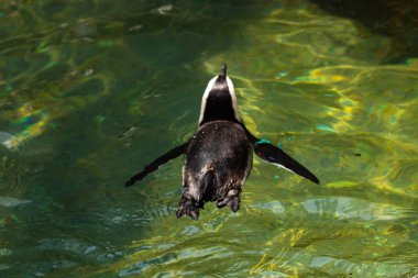 Bu güzel su kuşu burada suda yüzerken görülmüş. Siyah ve beyaz Humboldt pengueninin kanatları açılır ve zarifçe süzülür. Havuz ışıldıyor.
