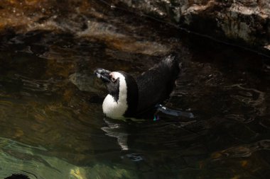 Bu güzel su kuşu burada suda yüzerken görülmüş. Siyah ve beyaz Humboldt pengueninin kanatları açılır ve zarifçe süzülür. Havuz ışıldıyor.