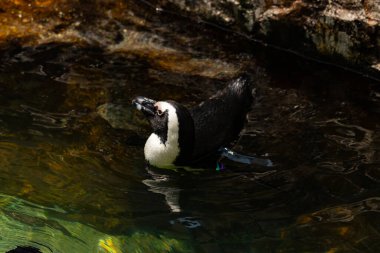 Bu güzel su kuşu burada suda yüzerken görülmüş. Siyah ve beyaz Humboldt pengueninin kanatları açılır ve zarifçe süzülür. Havuz ışıldıyor.