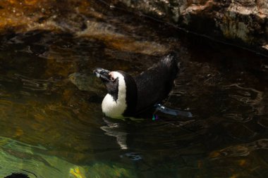 Bu güzel su kuşu burada suda yüzerken görülmüş. Siyah ve beyaz Humboldt pengueninin kanatları açılır ve zarifçe süzülür. Havuz ışıldıyor.