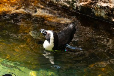 Bu güzel su kuşu burada suda yüzerken görülmüş. Siyah ve beyaz Humboldt pengueninin kanatları açılır ve zarifçe süzülür. Havuz ışıldıyor.