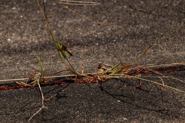 Güzel, boşa harcanmış kağıt eşekarısı kaldırımda büyüyen yeşil ot kamışına tutunuyordu. Böceğin siyah ve sarı bedeni göze çarpar. Şeffaf kanatlar uzanıyor ve uçmaya hazır..