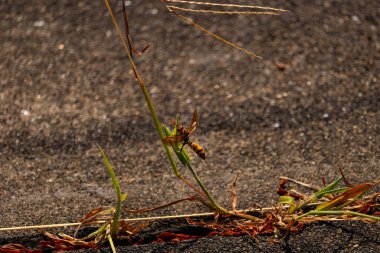 Güzel, boşa harcanmış kağıt eşekarısı kaldırımda büyüyen yeşil ot kamışına tutunuyordu. Böceğin siyah ve sarı bedeni göze çarpar. Şeffaf kanatlar uzanıyor ve uçmaya hazır..