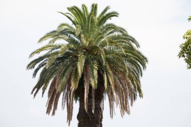 Ne kadar güzel bir palmiye ağacı. Bitkinin yeşil dalları gökyüzündeki havai fişek kıvılcımları gibi parlıyor. Bereketli yapraklar sana tropikal bir bölgeyi hatırlatıyor. Bu bir gökyüzü arkaplanına göre ayarlanır.
