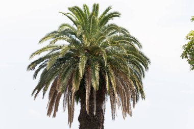 Ne kadar güzel bir palmiye ağacı. Bitkinin yeşil dalları gökyüzündeki havai fişek kıvılcımları gibi parlıyor. Bereketli yapraklar sana tropikal bir bölgeyi hatırlatıyor. Bu bir gökyüzü arkaplanına göre ayarlanır.