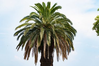 Ne kadar güzel bir palmiye ağacı. Bitkinin yeşil dalları gökyüzündeki havai fişek kıvılcımları gibi parlıyor. Bereketli yapraklar sana tropikal bir bölgeyi hatırlatıyor. Bu bir gökyüzü arkaplanına göre ayarlanır.