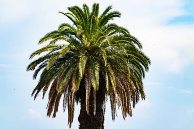Ne kadar güzel bir palmiye ağacı. Bitkinin yeşil dalları gökyüzündeki havai fişek kıvılcımları gibi parlıyor. Bereketli yapraklar sana tropikal bir bölgeyi hatırlatıyor. Bu bir gökyüzü arkaplanına göre ayarlanır.
