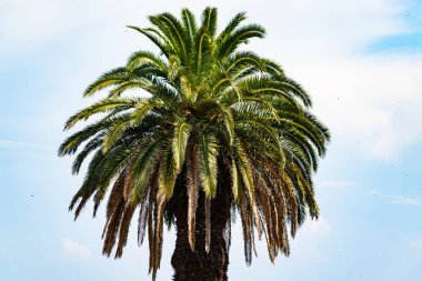 Ne kadar güzel bir palmiye ağacı. Bitkinin yeşil dalları gökyüzündeki havai fişek kıvılcımları gibi parlıyor. Bereketli yapraklar sana tropikal bir bölgeyi hatırlatıyor. Bu bir gökyüzü arkaplanına göre ayarlanır.