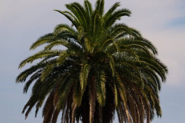 Ne kadar güzel bir palmiye ağacı. Bitkinin yeşil dalları gökyüzündeki havai fişek kıvılcımları gibi parlıyor. Bereketli yapraklar sana tropikal bir bölgeyi hatırlatıyor. Bu bir gökyüzü arkaplanına göre ayarlanır.