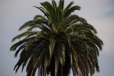 Ne kadar güzel bir palmiye ağacı. Bitkinin yeşil dalları gökyüzündeki havai fişek kıvılcımları gibi parlıyor. Bereketli yapraklar sana tropikal bir bölgeyi hatırlatıyor. Bu bir gökyüzü arkaplanına göre ayarlanır.