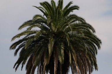 Ne kadar güzel bir palmiye ağacı. Bitkinin yeşil dalları gökyüzündeki havai fişek kıvılcımları gibi parlıyor. Bereketli yapraklar sana tropikal bir bölgeyi hatırlatıyor. Bu bir gökyüzü arkaplanına göre ayarlanır.