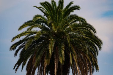 Ne kadar güzel bir palmiye ağacı. Bitkinin yeşil dalları gökyüzündeki havai fişek kıvılcımları gibi parlıyor. Bereketli yapraklar sana tropikal bir bölgeyi hatırlatıyor. Bu bir gökyüzü arkaplanına göre ayarlanır.