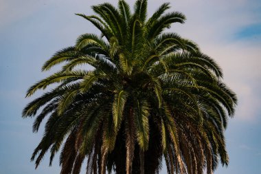 Ne kadar güzel bir palmiye ağacı. Bitkinin yeşil dalları gökyüzündeki havai fişek kıvılcımları gibi parlıyor. Bereketli yapraklar sana tropikal bir bölgeyi hatırlatıyor. Bu bir gökyüzü arkaplanına göre ayarlanır.
