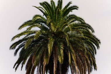 Ne kadar güzel bir palmiye ağacı. Bitkinin yeşil dalları gökyüzündeki havai fişek kıvılcımları gibi parlıyor. Bereketli yapraklar sana tropikal bir bölgeyi hatırlatıyor. Bu bir gökyüzü arkaplanına göre ayarlanır.