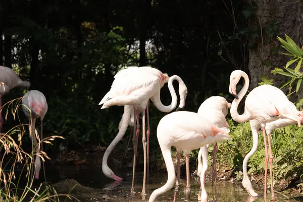 Bu güzel pembe flamingolar burada suda yiyecek ararken görülüyor. Bazıları uyuyor gibi, diğerleri uzun boyunlarına bakıyor. Bu kuşun uzun gagaları kepçelemek için yapılmıştır..