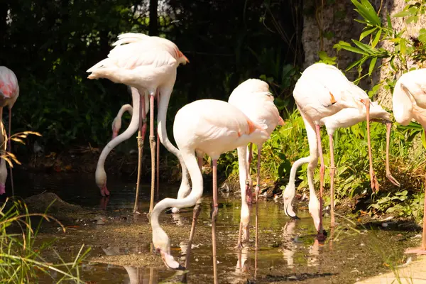 Bu güzel pembe flamingolar burada suda yiyecek ararken görülüyor. Bazıları uyuyor gibi, diğerleri uzun boyunlarına bakıyor. Bu kuşun uzun gagaları kepçelemek için yapılmıştır..