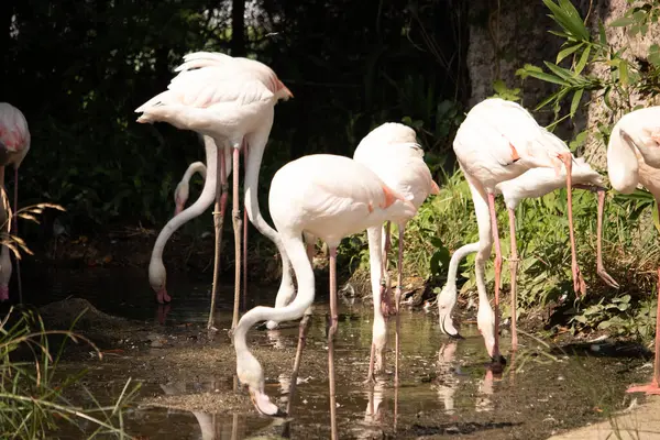 Bu güzel pembe flamingolar burada suda yiyecek ararken görülüyor. Bazıları uyuyor gibi, diğerleri uzun boyunlarına bakıyor. Bu kuşun uzun gagaları kepçelemek için yapılmıştır..