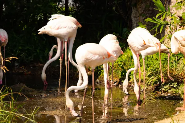 Bu güzel pembe flamingolar burada suda yiyecek ararken görülüyor. Bazıları uyuyor gibi, diğerleri uzun boyunlarına bakıyor. Bu kuşun uzun gagaları kepçelemek için yapılmıştır..