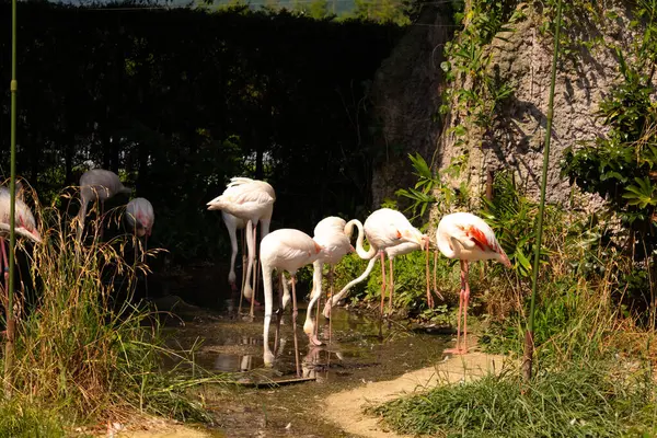 Bu güzel pembe flamingolar burada suda yiyecek ararken görülüyor. Bazıları uyuyor gibi, diğerleri uzun boyunlarına bakıyor. Bu kuşun uzun gagaları kepçelemek için yapılmıştır..
