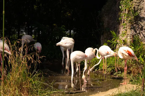 Bu güzel pembe flamingolar burada uyurken görülüyor. Öndeki tek ayak üzerinde duran. Bu kuşun uzun gagaları kepçelemek için yapılmıştır..