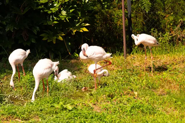 Bu güzel pembe flamingolar burada uyurken görülüyor. Öndeki tek ayak üzerinde duran. Bu kuşun uzun gagaları kepçelemek için yapılmıştır..
