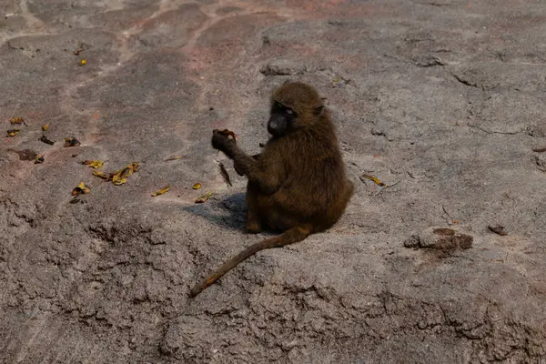 Bu şirin küçük maymun burada yerde otururken görülmüş. Bu primatın küçük tüylü vücudu kahverengidir. Gri bir taş levhada oturuyor ve kuyruğu yanında uzanıyor..