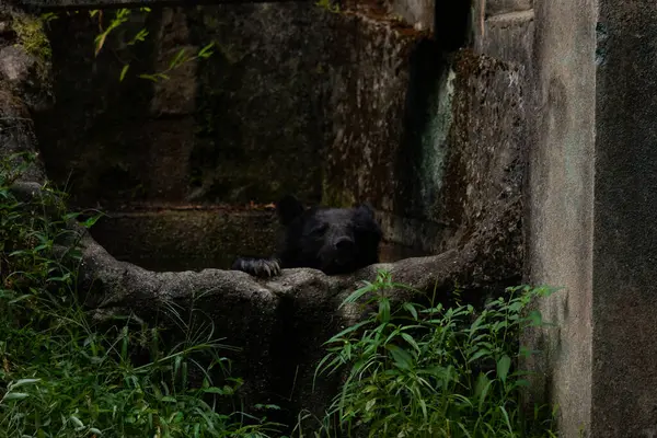 Bu küçük sevimli siyah ayı bu sıcak günde bir su havuzunda oturmuş serinlemeye çalışıyordu. Küçük kafası gri kaya duvarının üstüne bakıyor. Pençesi sanki zevk alıyormuş gibi duruyor..