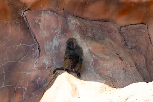 Bu şirin küçük babun gölgedeki bir kayanın üzerinde dinlenirken görülmüş. Küçük çıplak siyah yüz kahverengi tüylü vücudundan dışarı çıkıyor. Uyuyor gibi görünüyor. Arkasında bir uçurum duvarı var..