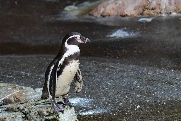 Bu sevimli küçük Humboldt pengueni bu kayanın üzerinde suya atlamaya hazırdı. Bu su kuşunun siyah ve beyaz bedeni göze çarpıyor. Öndeki küçük gagası balık yakalamak için..