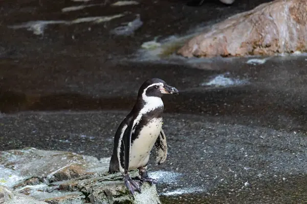 Bu sevimli küçük Humboldt pengueni bu kayanın üzerinde suya atlamaya hazırdı. Bu su kuşunun siyah ve beyaz bedeni göze çarpıyor. Öndeki küçük gagası balık yakalamak için..
