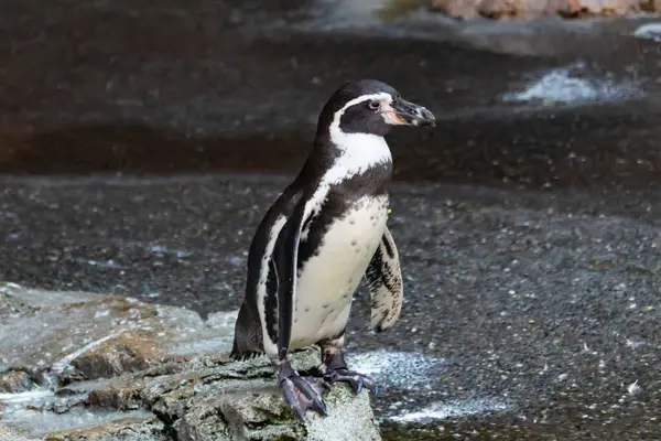 Bu sevimli küçük Humboldt pengueni bu kayanın üzerinde suya atlamaya hazırdı. Bu su kuşunun siyah ve beyaz bedeni göze çarpıyor. Öndeki küçük gagası balık yakalamak için..